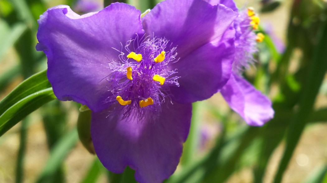 Trzykrotka Andersona Tradescantia ×andersoniana, fot. Plumbago56 - Pixabay