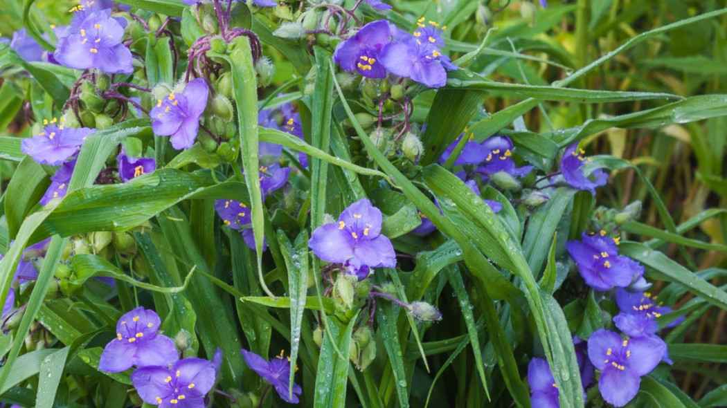 Trzykrotka Andersona Tradescantia, fot. olesia - Depositphotos