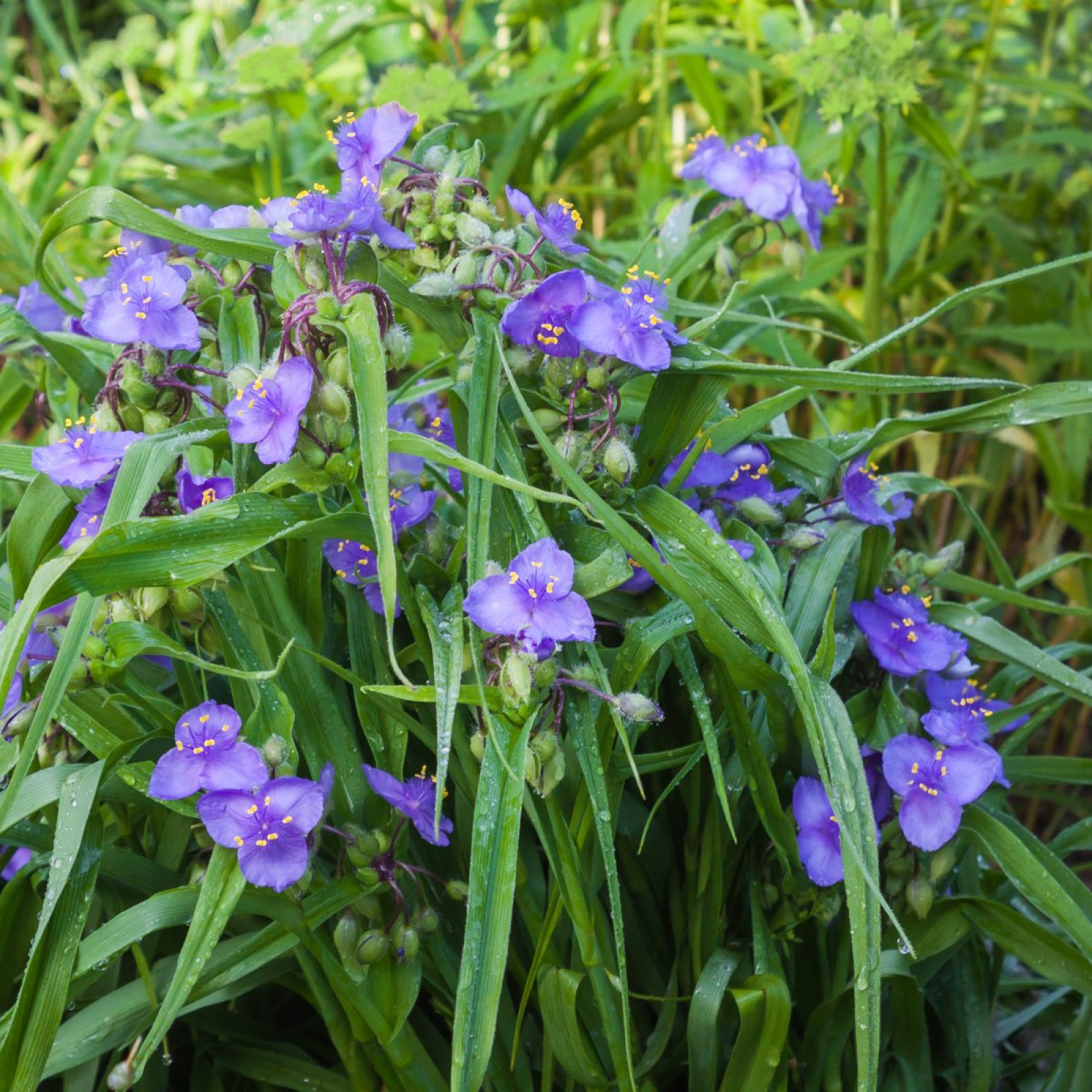 Trzykrotka Andersona Tradescantia andersoniana Opis Wygl d 