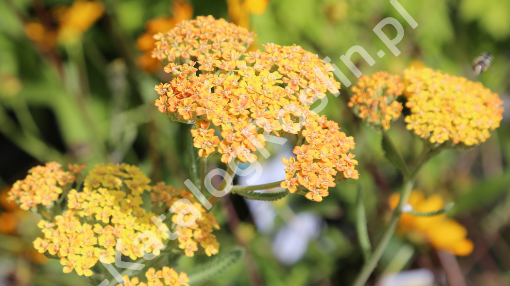 krwawnik Achillea Terracotta Fot. Grzegorz Falkowski ZSzP