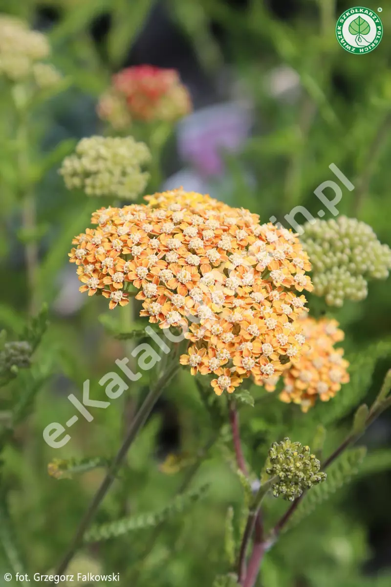 krwawnik Achillea Terracotta Fot. Fot. Grzegorz Falkowski