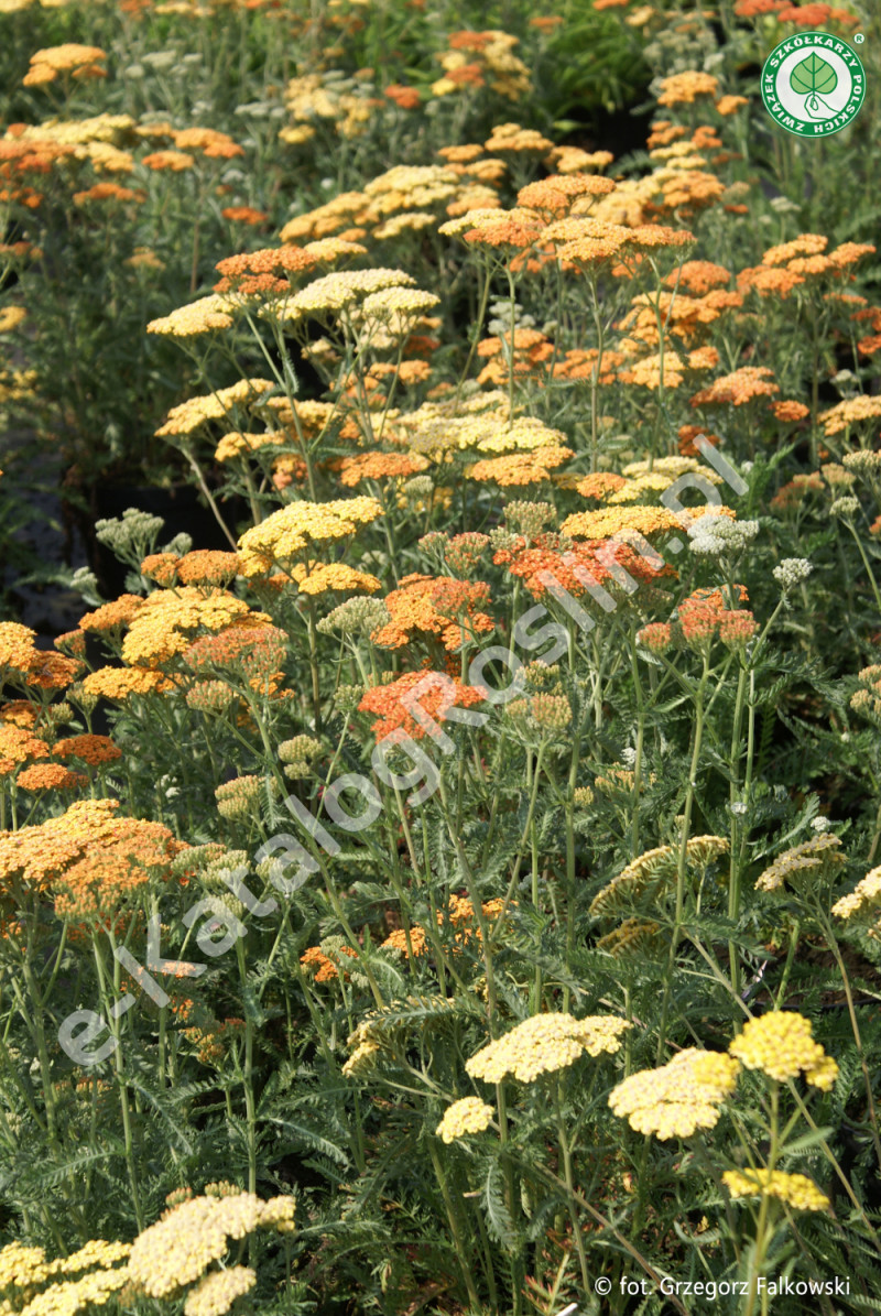 krwawnik Achillea Terracotta Fot. Fot. G. Falkowski