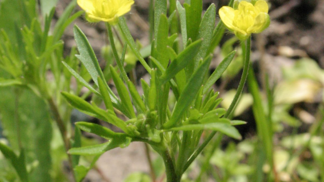 Jaskier polny Ranunculus arvensis, fot. HermannSchachner (CC0) - Wikimedia Commons