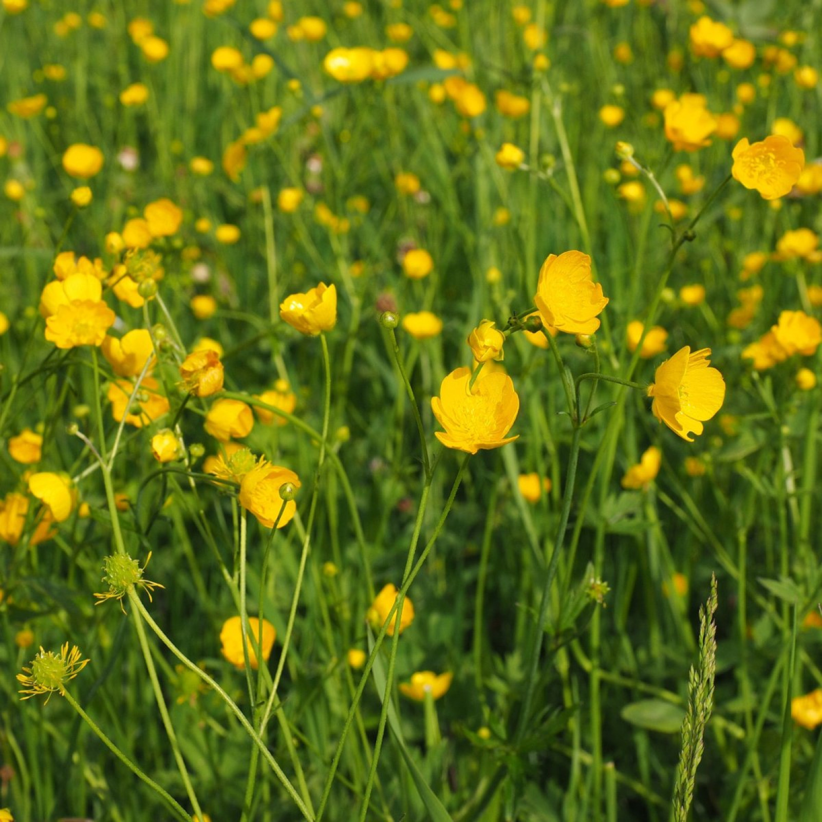 Jaskier Ranunculus Jaskier ostry (Ranunculus acris) - opis, wygląd, wymagania, uprawa i ...