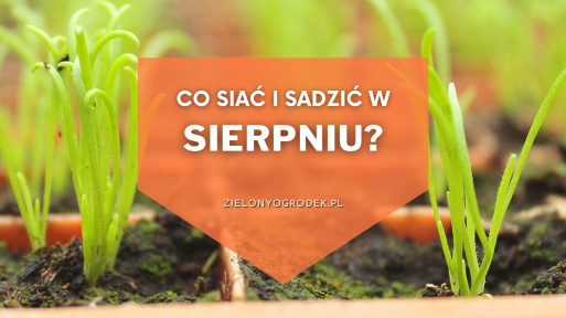 Co siać i sadzić w sierpniu? | Lista roślin