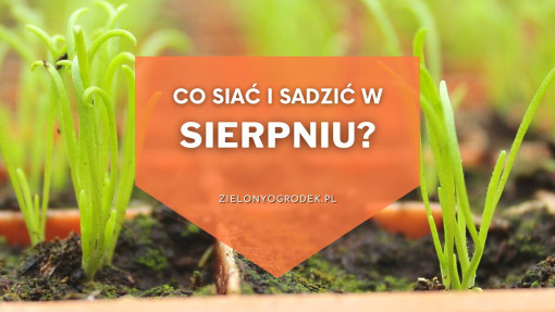 Co siać i sadzić w sierpniu? | Lista roślin