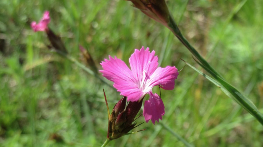 Goździk kartuzek Dianthus carthusianorum, fot. AnRo0002 (CC0) - Wikimedia Commons