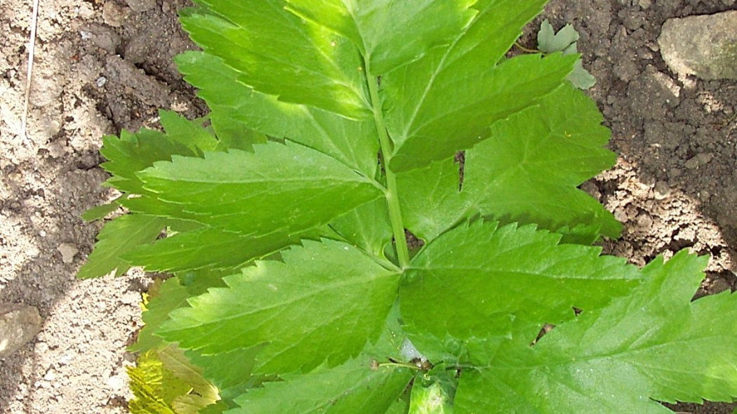 Pasternak zwyczajny parsnip lisc, fot. Vatadoshu (CC0) - Wikimedia