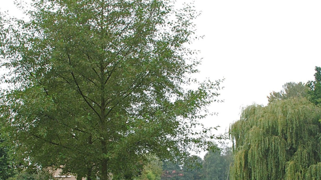 Olsza czarna Alnus glutinosa Laciniata, fot. iVerde