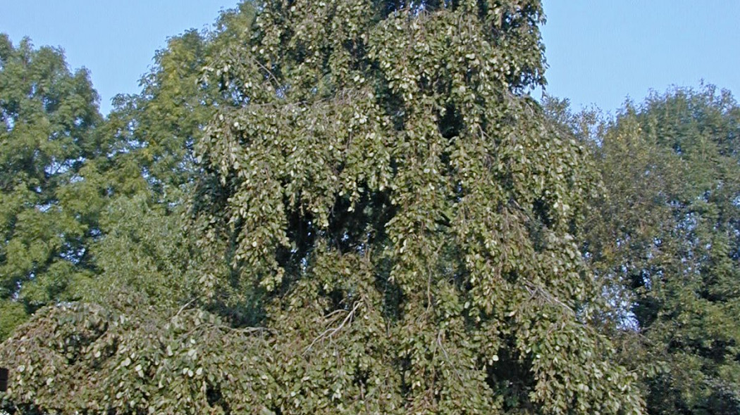 Olcha szara Alnus incana Pendula, fot. iVerde