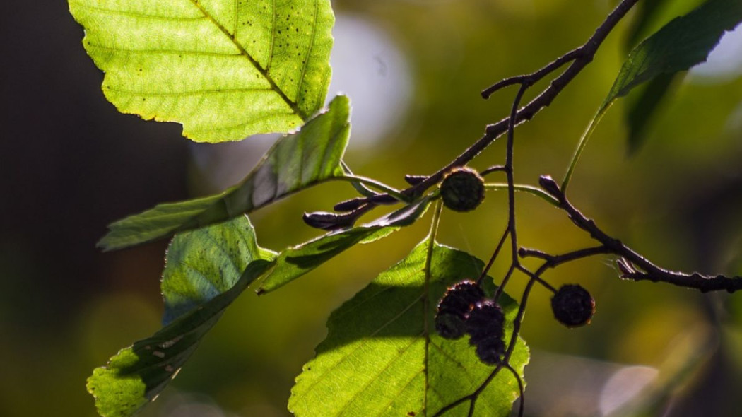 Alnus Olcha czarna, fot. Julia Schwab