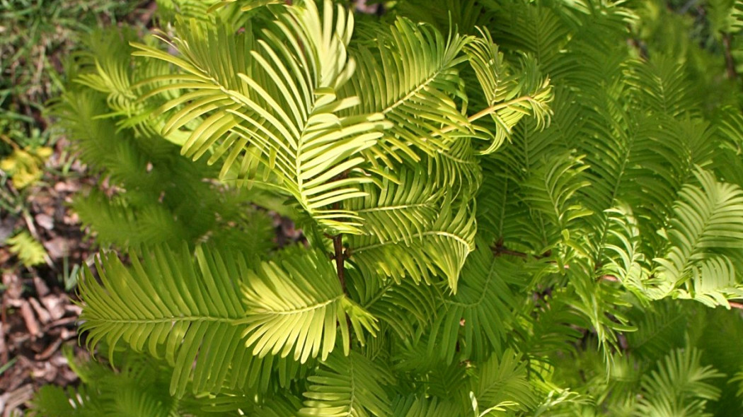 Metasequoia glyptostroboides Goldrush, fot. iVerde