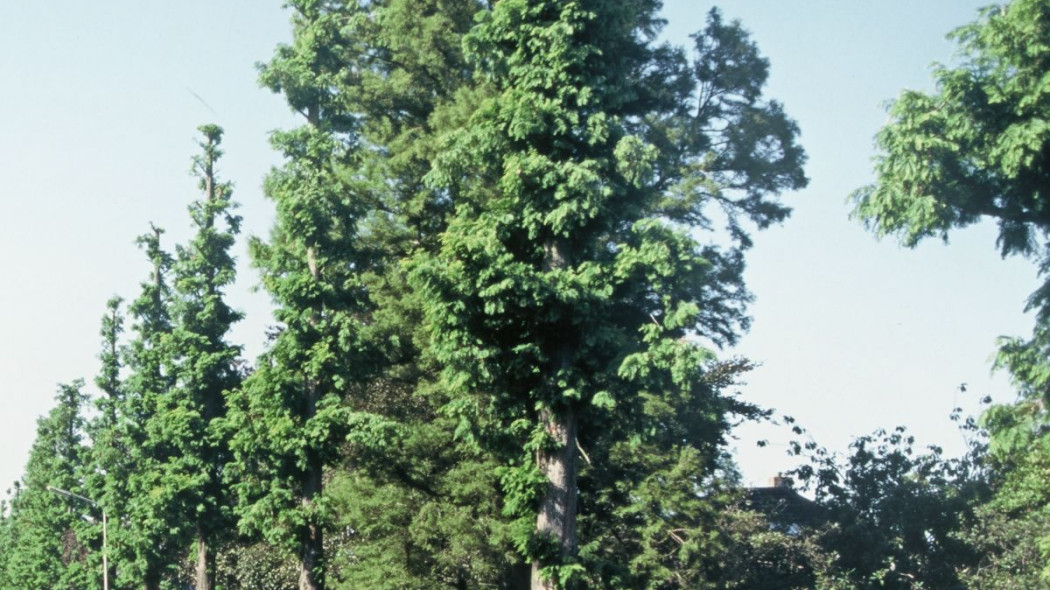 Metasekwoja chinska Metasequoia glyptostroboides, fot. iVerde