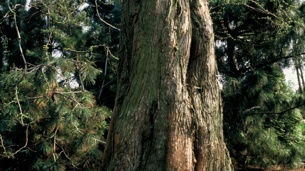 Metasekwoja chinska Metasequoia glyptostroboidespien, fot. iVerde