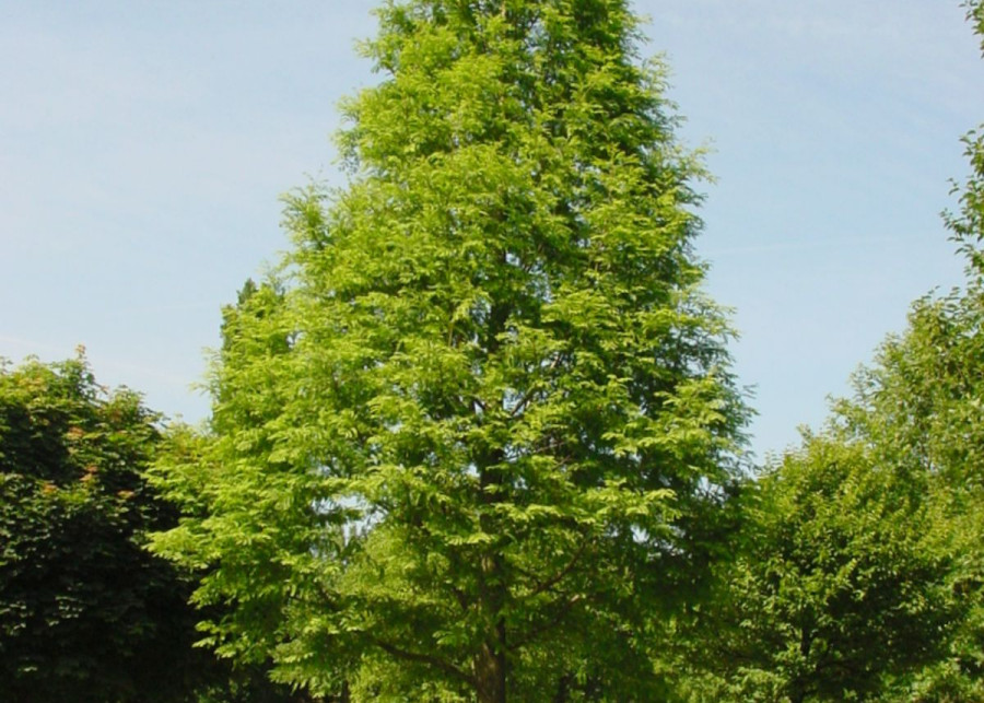 Metasekwoja chinska Metasequoia glyptostroboides, fot. iVerde