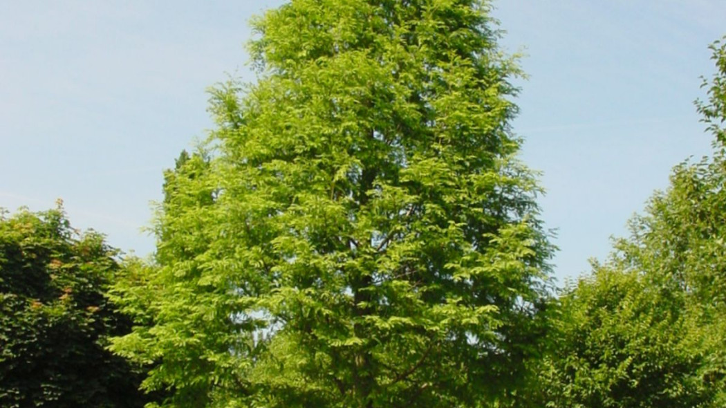 Metasekwoja chinska Metasequoia glyptostroboides, fot. iVerde