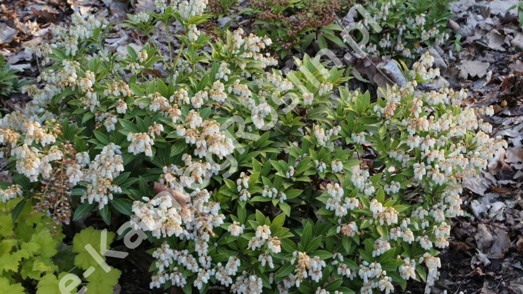 pieris japoński Pieris japonica Cupido Fot. Grzegorz Falkowski ZSzP