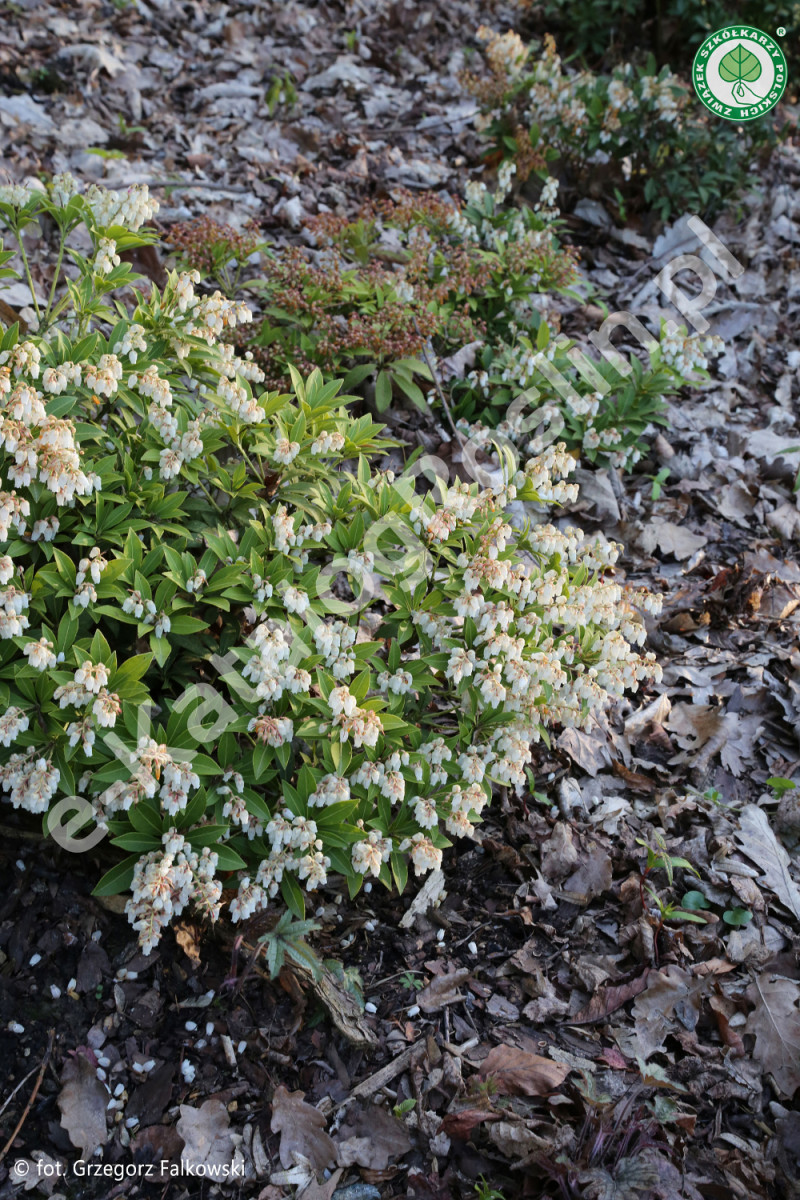 pieris japoński Pieris japonica Cupido Fot. Grzegorz Falkowski