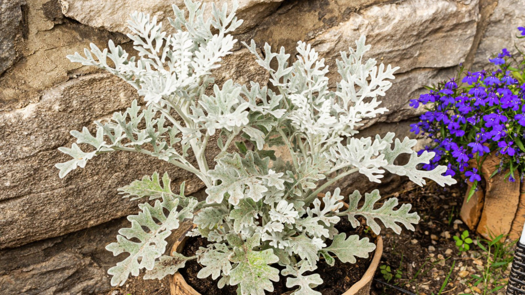 Mroz Senecio Cineraria Cineraria Maritima, fot. romansl - Depositphotos