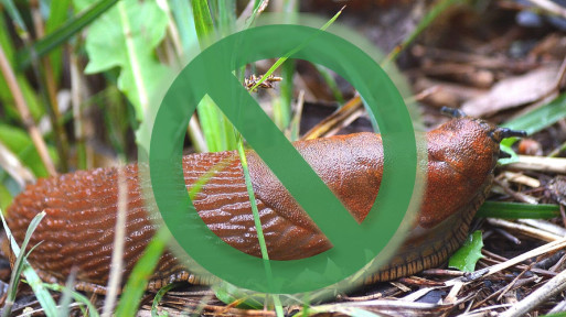 Rozpraw się ze ślimakami. Naturalnie! Jak zapobiec inwazji?