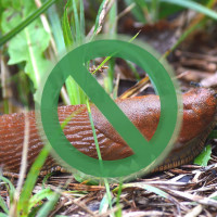 Rozpraw się ze ślimakami. Naturalnie! Jak zapobiec inwazji?