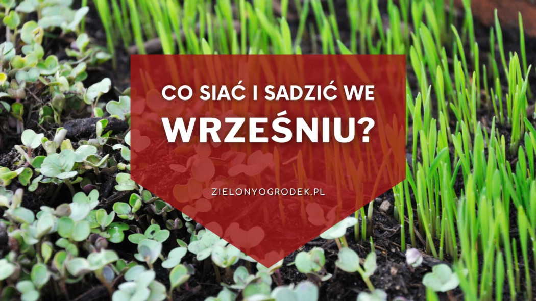 Co siac i sadzic we wrzesniu Lista roslin