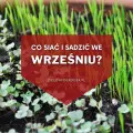 Co siać i sadzić we wrześniu? | Lista roślin