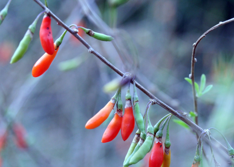 uprawa jagod goji w ogrodach w Polsce Kolcowój chiński Lycium chinense, fot. Sambuca (CC BY-SA 3.0) - Wikimedia Commons