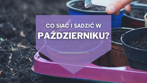 Co siać i sadzić w październiku? | Lista roślin