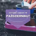 Co siać i sadzić w październiku? | Lista roślin