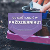 Co sadzić i wysiewać jesienią? | Rośliny ozdobne, warzywa i owoce