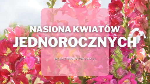 Nasiona kwiatów jednorocznych | Jakie wybrać i gdzie kupić?