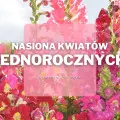 Nasiona kwiatów jednorocznych | Jakie wybrać i gdzie kupić?