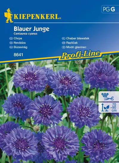 Chaber bławatek 'Blauer Jungle'