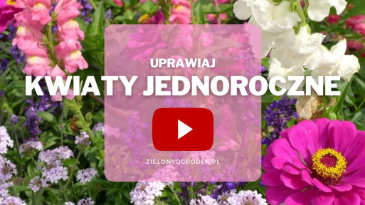 FILM: Uprawa kwiatów jednorocznych