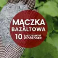 Mączka bazaltowa – wyjątkowy skład i 10 sposobów na wykorzystanie w ogrodzie