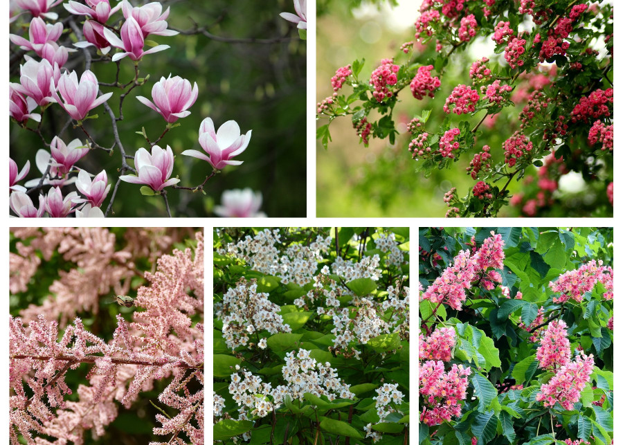 TOP 10 roślin najlepszych na soliter w ogrodzie - fot. Pixabay