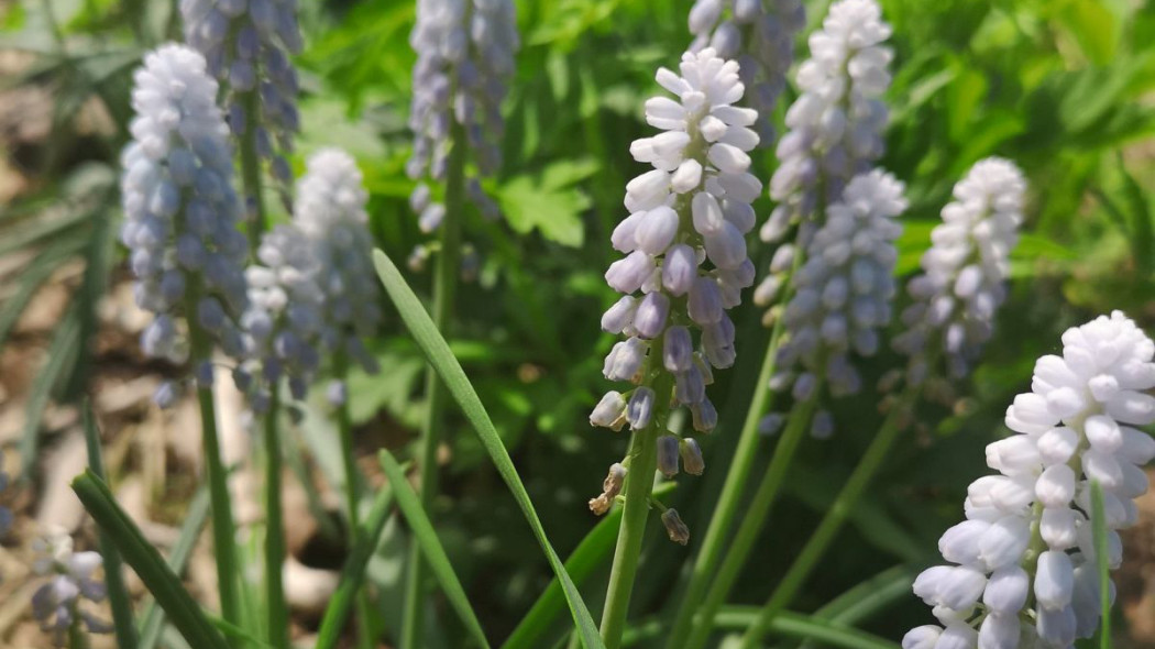 Szafirek groniasty Muscari neglectum Baby's Breath, fot. karen_hine (CC PDM 1.0.) - Flickr