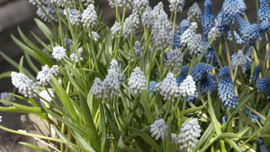 Szafirek groniasty Muscari neglectum Sky Blue, fot. iBulb