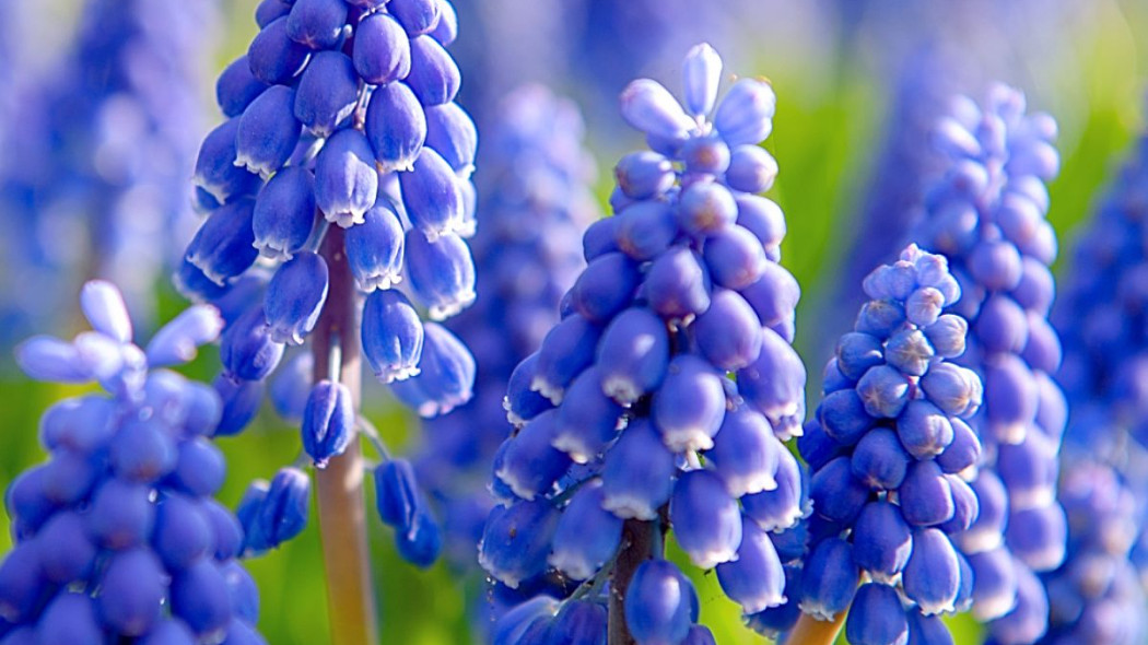 Szafirek armenski Muscari armeniacum, fot. iBulb