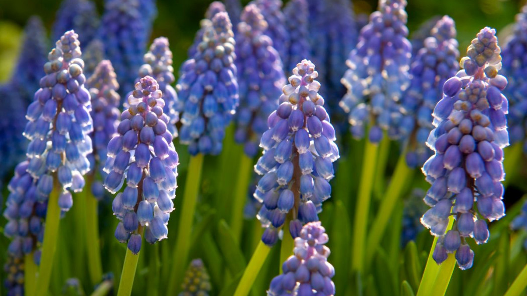 Szafirek armenski Muscari armeniacum, fot. iBulb