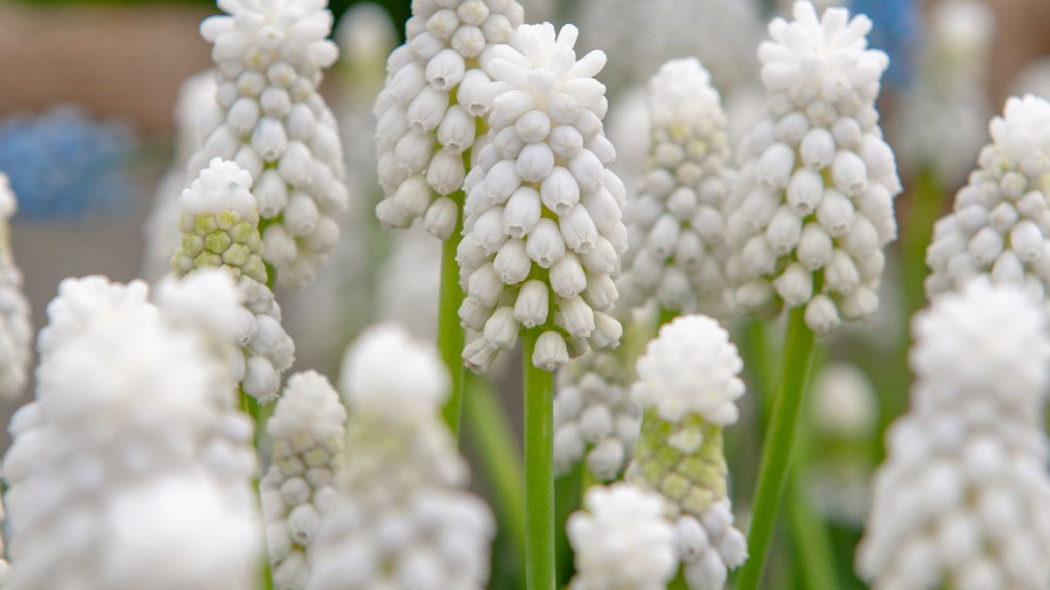 Szafirek armenski Muscari armeniacum, fot. iBulb