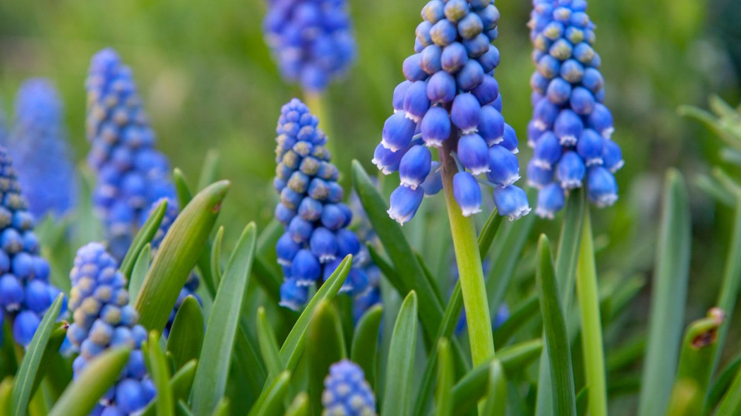 Szafirek armenski Muscari armeniacum, fot. iBulb