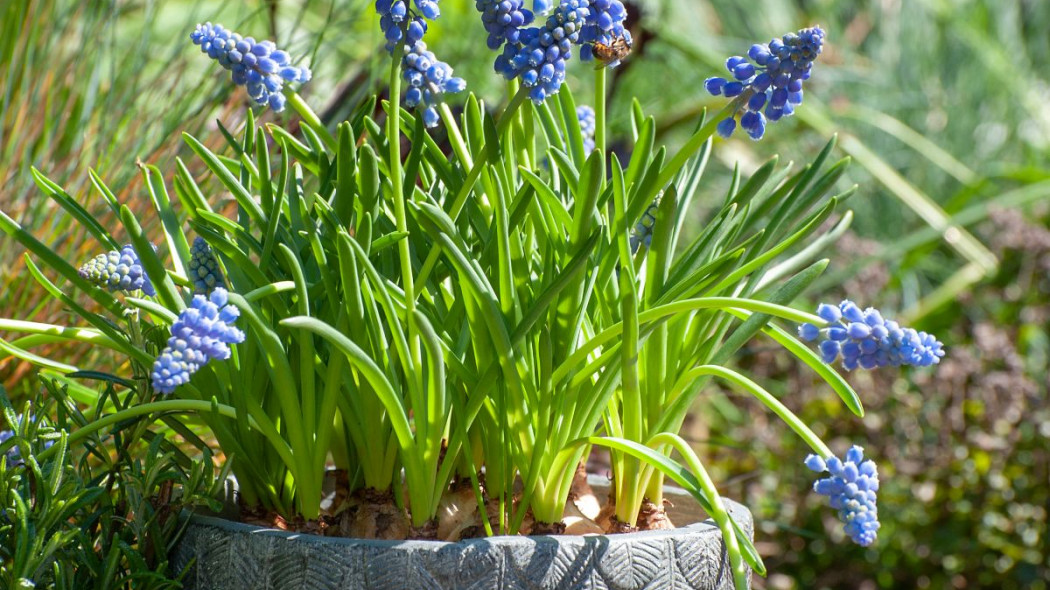 Szafirek armenski Muscari armeniacum, fot. iBulb