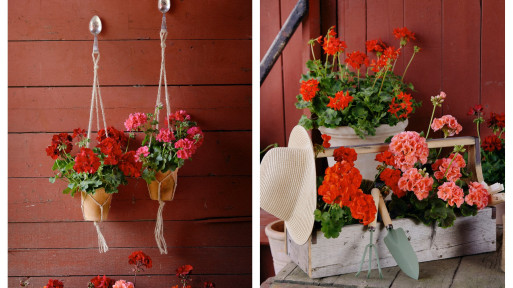 Pomysł na balkon w stylu boho z pelargoniami