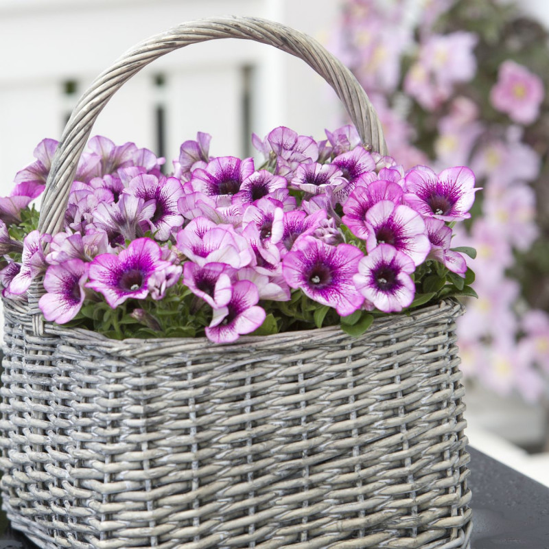 balkonowe trendy - romantyczna petunia