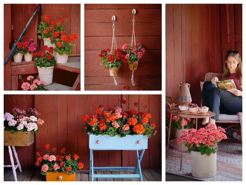 Balkon w stylu boho z pelargoniami - fot. Pelargonium for Europe