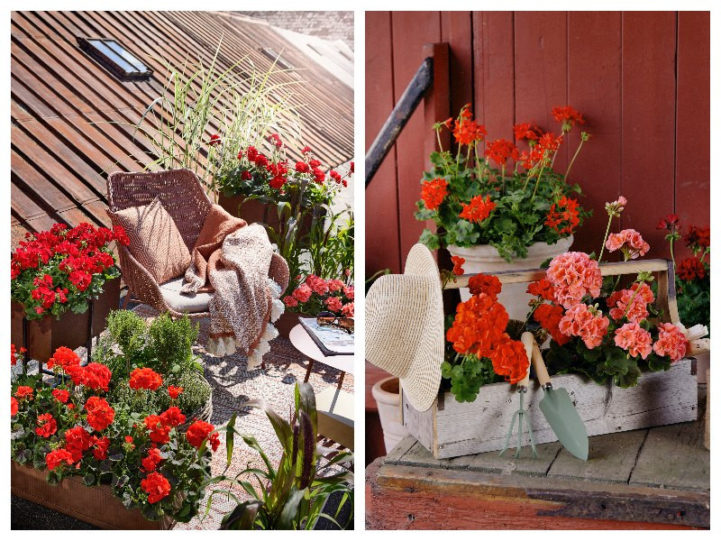 Balkon w stylu boho z pelargoniami - fot. Pelargonium for Europe 