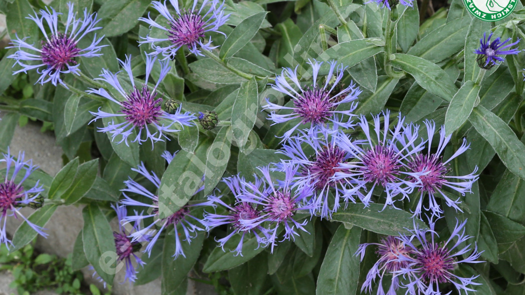 chaber górski Centaurea montana fot. Grzegorz Falkowski ZSzP