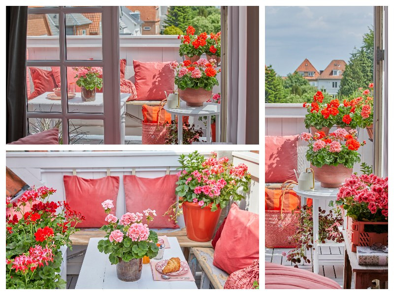 Balkon z pelargoniami - fot. Pelargonium for Europe